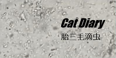 猫咪肚子有毛滴虫怎么引起的,猫咪有三胎毛滴虫