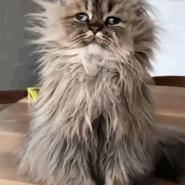 猫咪饲养管理现状,猫和老鼠猫咪现状