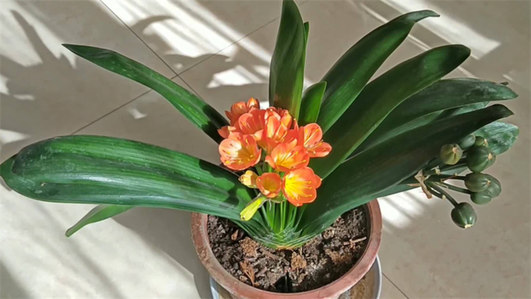 适合院子里种植的耐阴耐寒的植物,十大客厅耐阴绿植冬天不死的植物