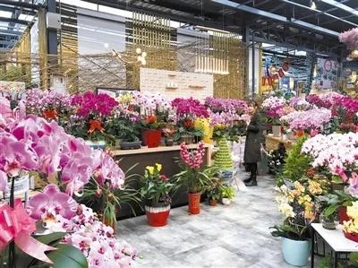 家庭园艺市场前景不可估量,家庭园艺生意有市场吗