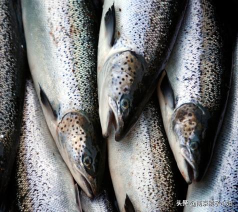 三文鱼刺身海鲜店,广州三文鱼刺身日料店