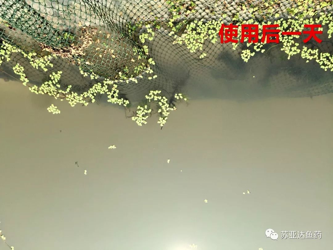 降氨浊水清，一招搞定白浊水