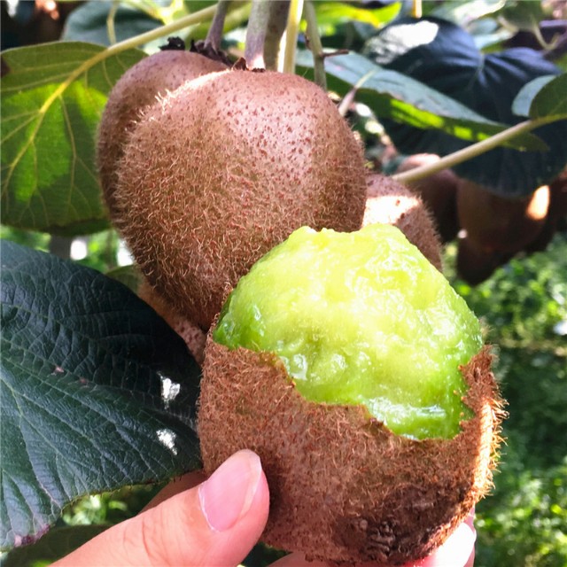 陕西秦岭的毛桃,秦岭毛毛桃在哪里