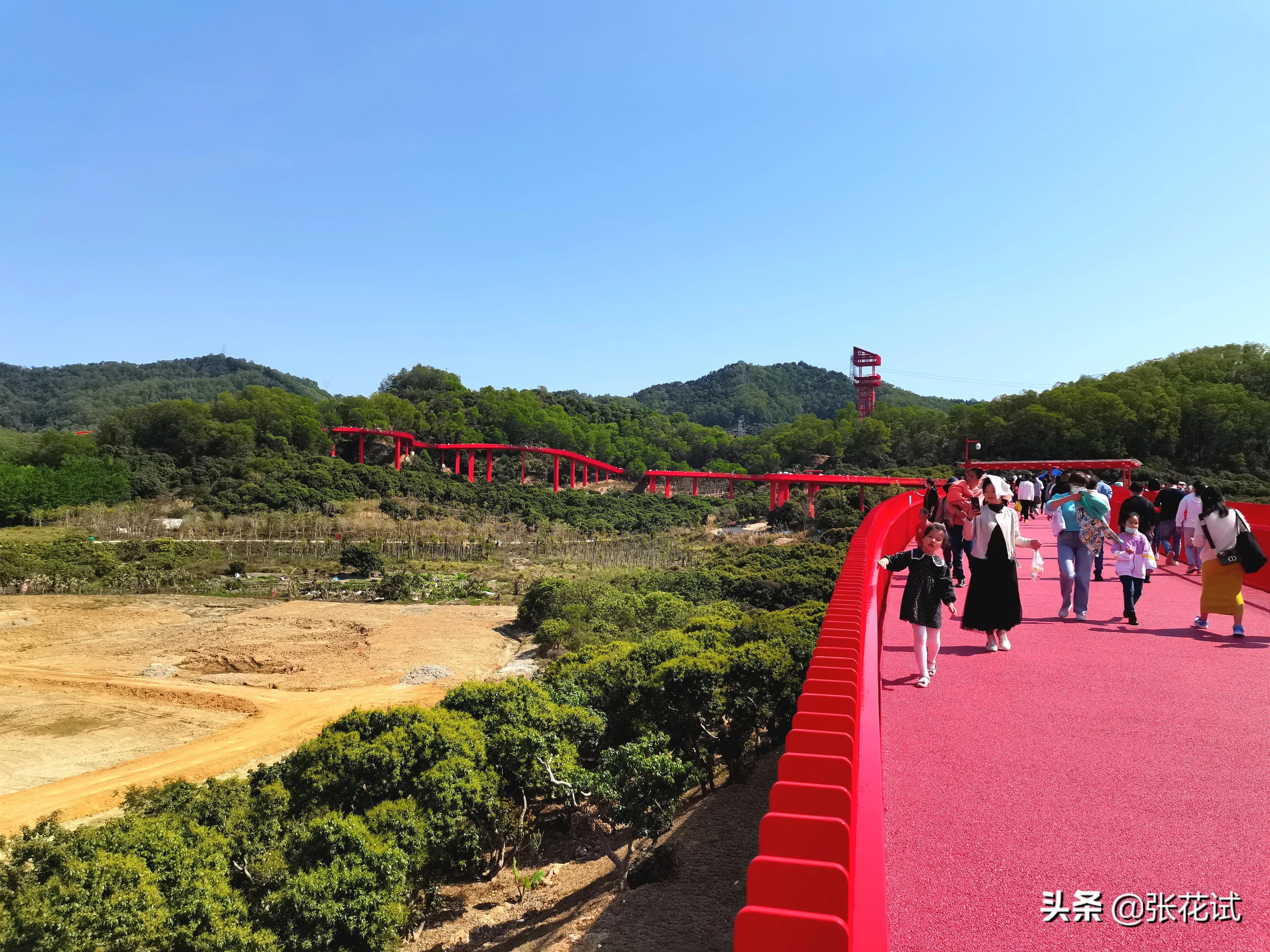 新春踏上深圳光明“虹”地毯，牛年红红火火