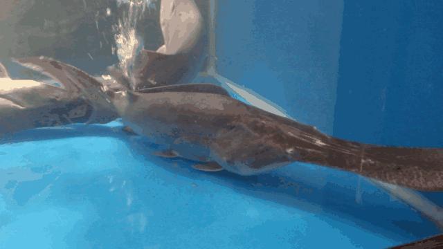 3亿年前的鸭嘴鱼，躲过了自然灾害，却没能逃出小小餐桌