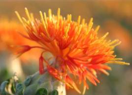 膝关节骨性关节炎中药,中医治疗膝骨关节炎的方法有哪些