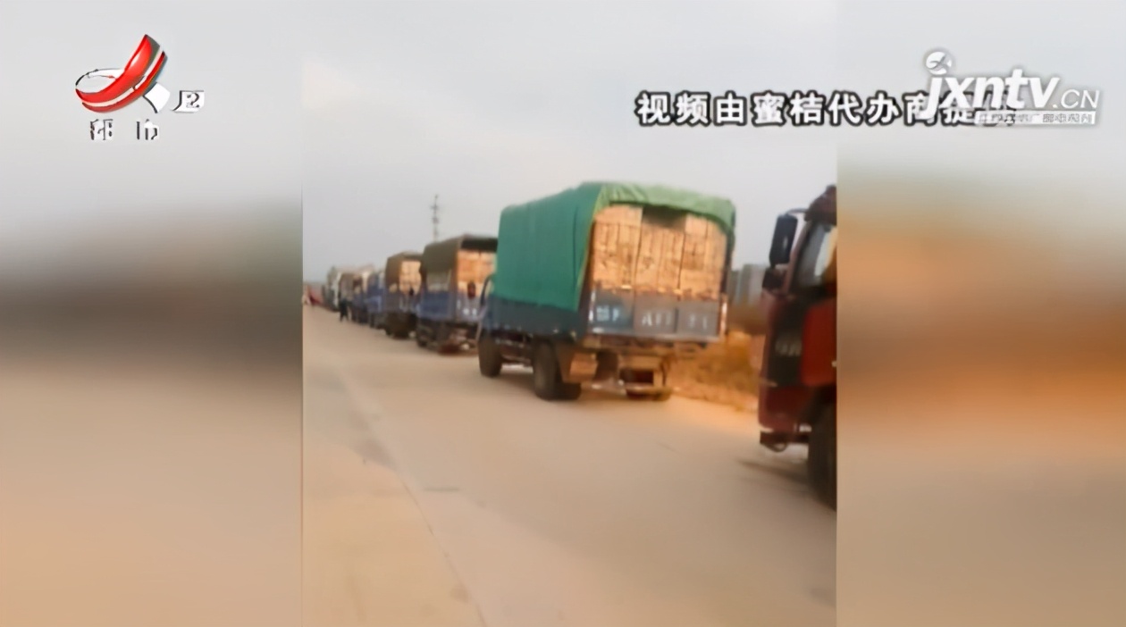 南丰县蜜桔收购,南丰蜜桔大量收购