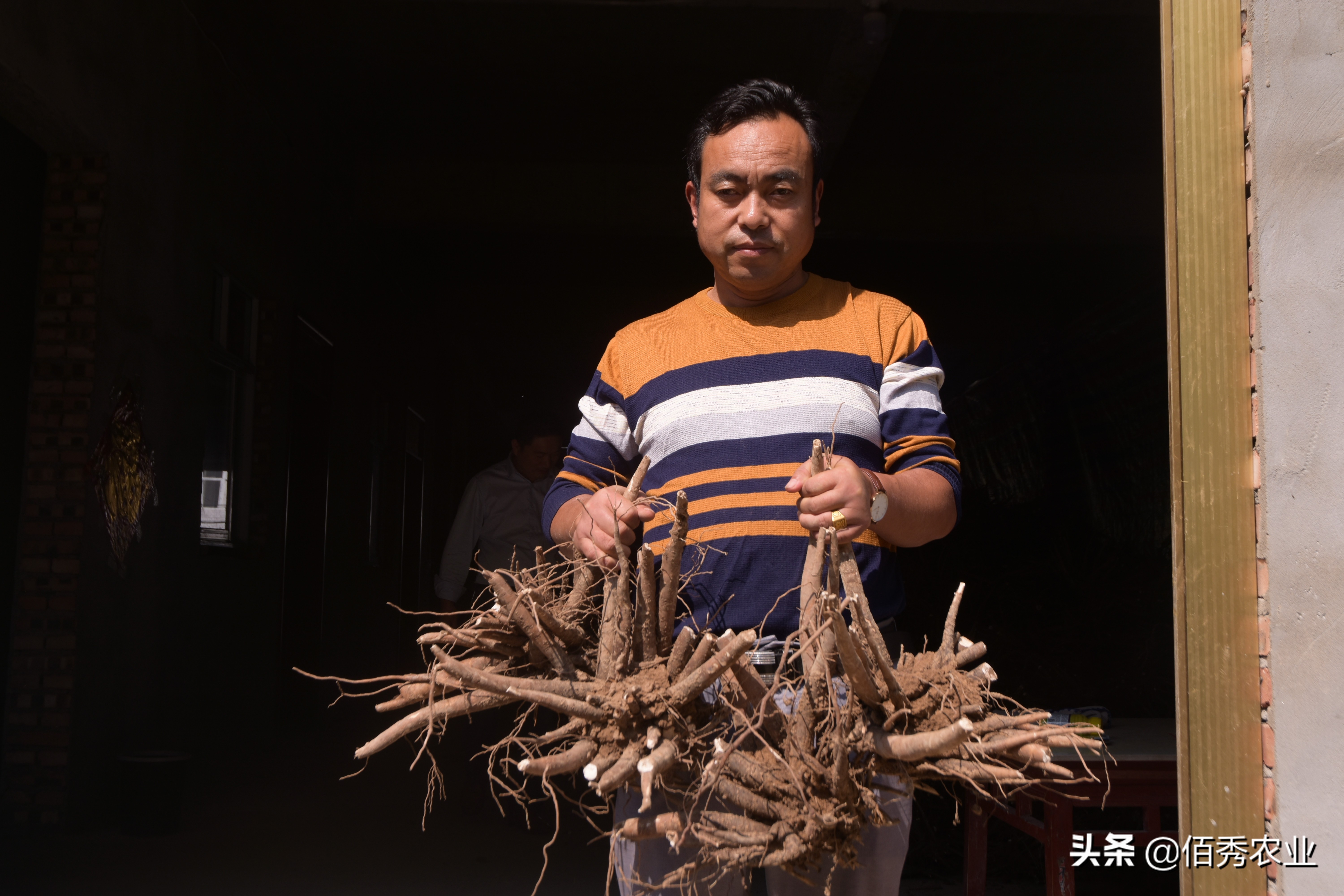 江西省中药材种植什么品种前景好,中药材种植价格平稳的有哪些品种