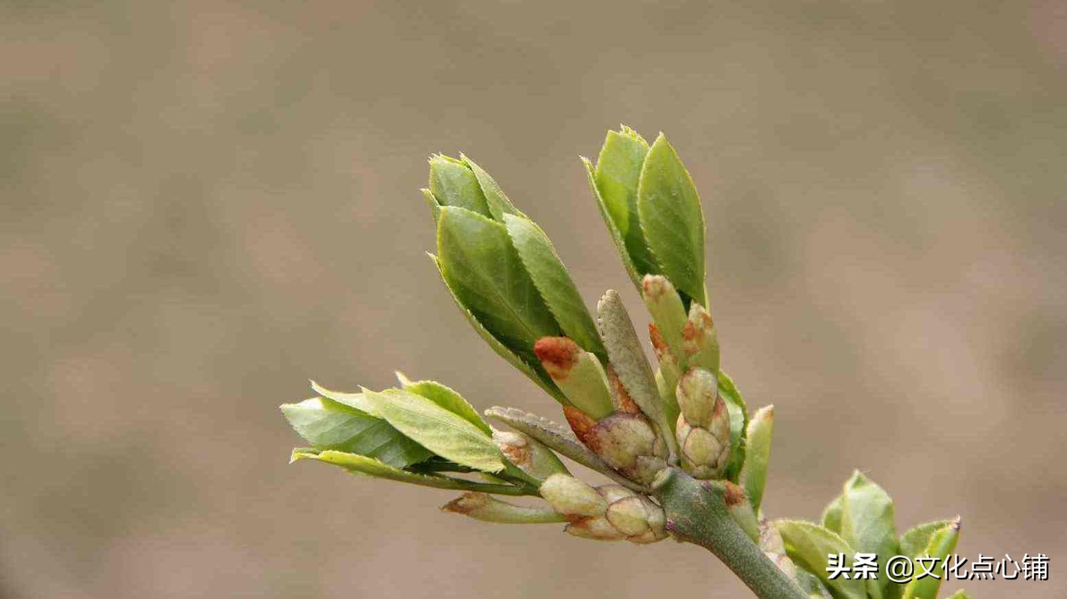 经典咏雪诗十首,十首最著名的咏雪古诗