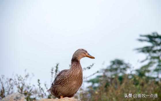 如何预防维生素b2缺乏,鸭维生素b1缺乏症
