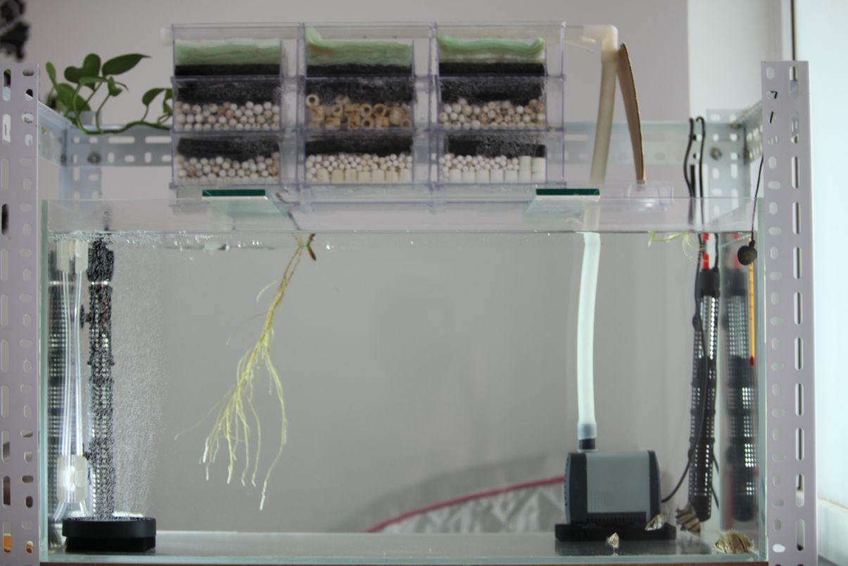底滤鱼缸适合养哪种观赏鱼,鱼缸自带上过滤鱼缸最佳过滤方法