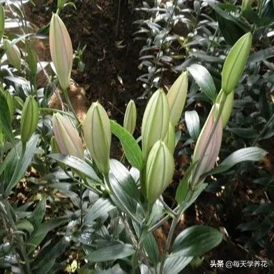 百合虫害的防治方法,百合病虫防治和管理