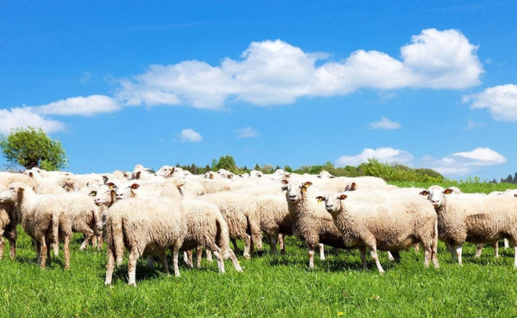 羊同期发情的第一天，主要的工作就是放栓。