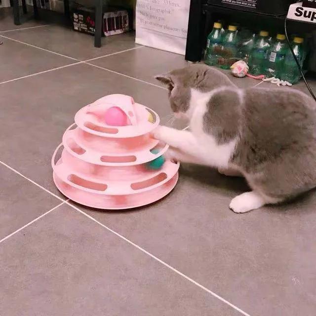 过年回家15天留守猫咪怎么办,主人回家过年猫咪独自等候