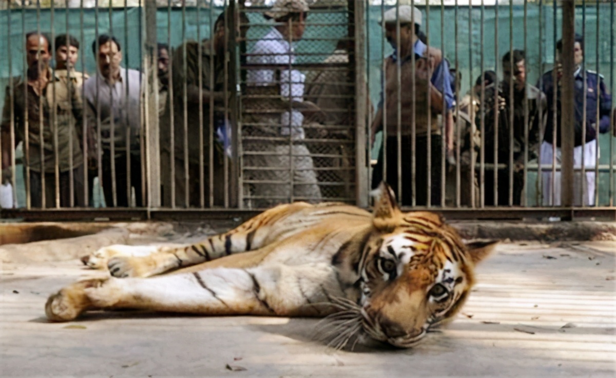 老虎被母猪养大视频,小老虎被猪妈妈养大