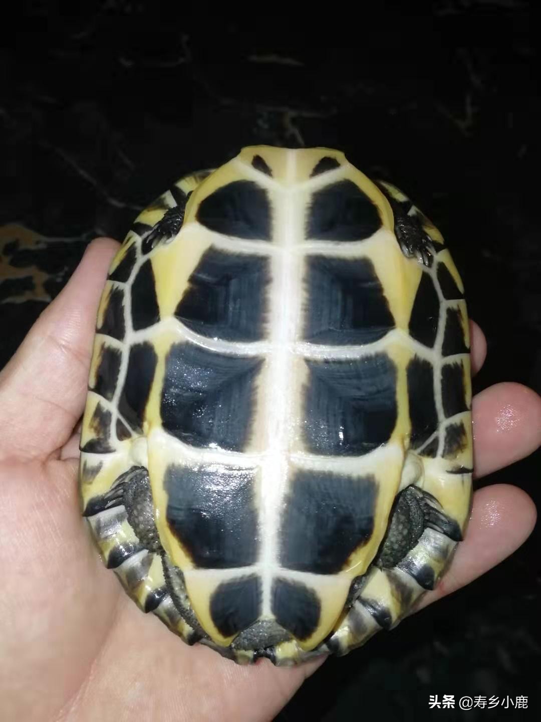 石金钱龟价格暴涨和暴跌的背后,真正的推手是谁?帮凶是谁?