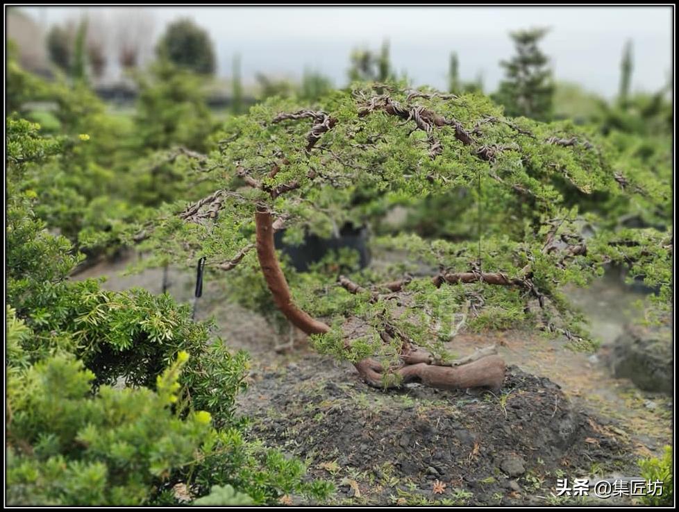 盆景素材的取舍,盆景素材哪些品种好活