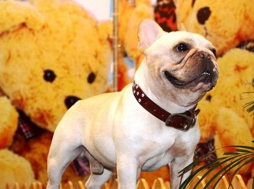 狗狗在寒冷的冬天能冻死吗,6种最怕冷的狗狗你家狗上榜了吗