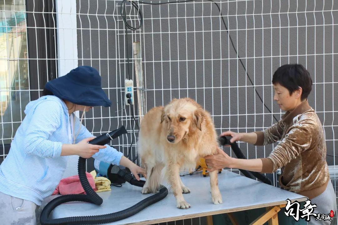 汪汪汪~宁波首家宠物主题乐园登陆江北，铲屎官们走起