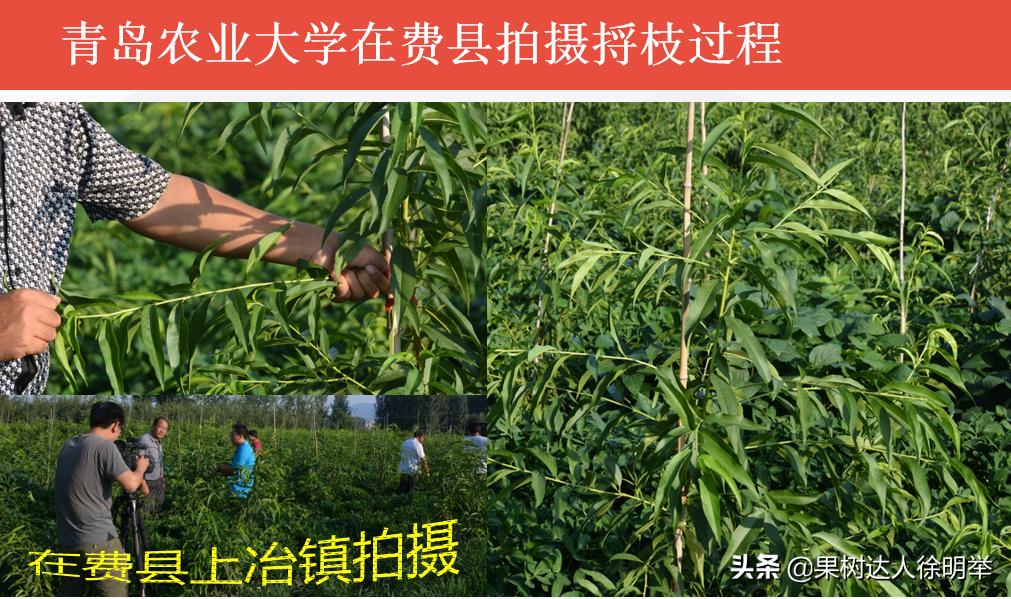 桃树修剪不长高,从没修剪过的老桃树复壮修剪