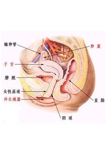 妇产科医生看妇科病吗,妇产科医生看哪些病
