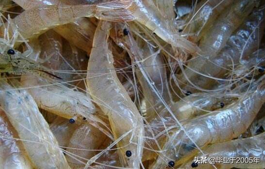大连什么品种的虾好吃,大连哪里的虾最正宗