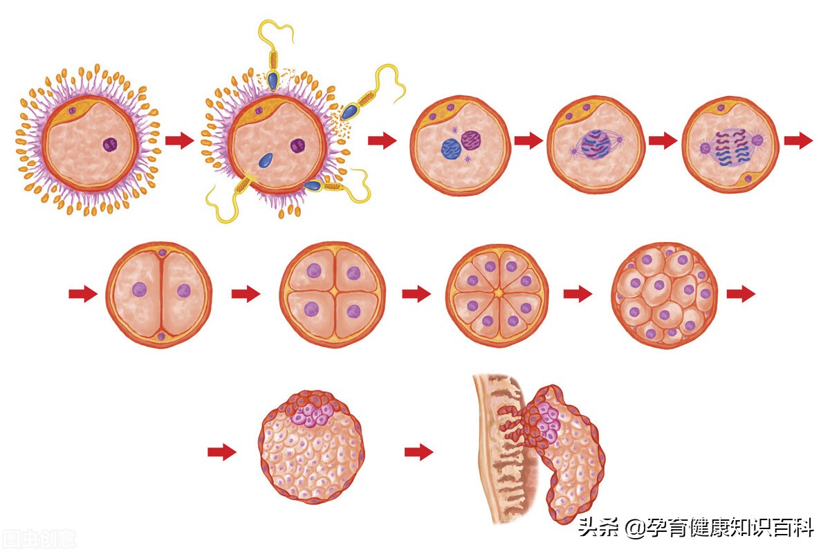 能否怀孕的四个因素,准备怀孕有哪些注意事项