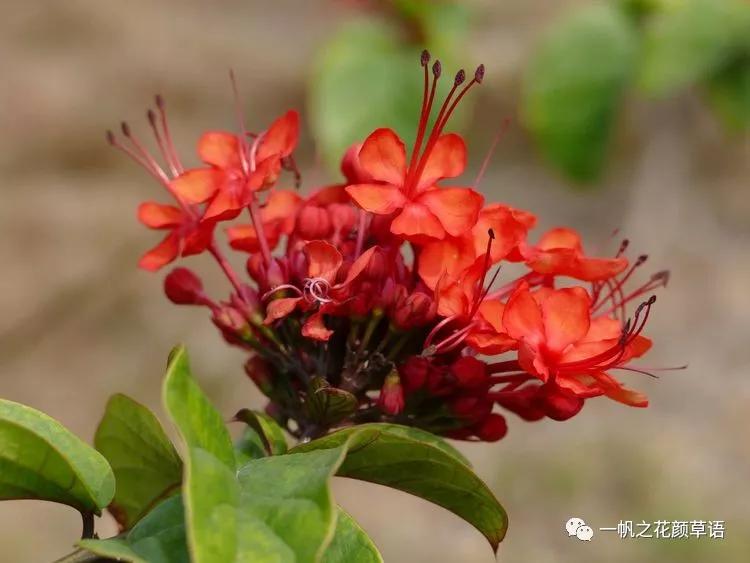 美丽赪桐（Clerodendrumspeciosissimum）
