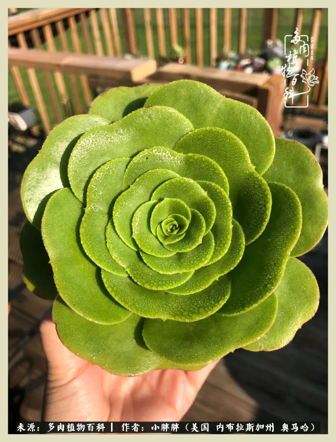 多肉小白入坑攻略,多肉小白2个月成功入坑