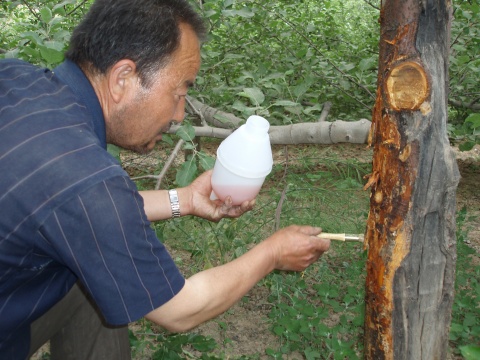 果树的癌症——苹果树腐烂病如何解决？果农朋友值得一看
