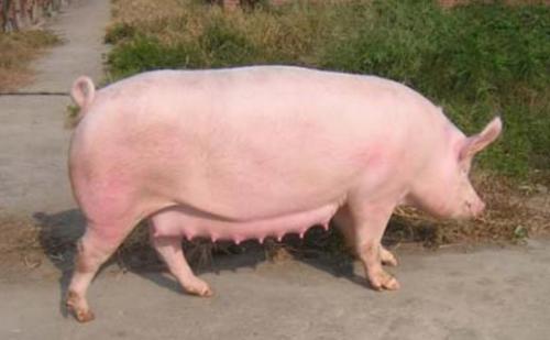 母猪乳房水肿症状怎么治疗,母猪乳房水肿打什么药