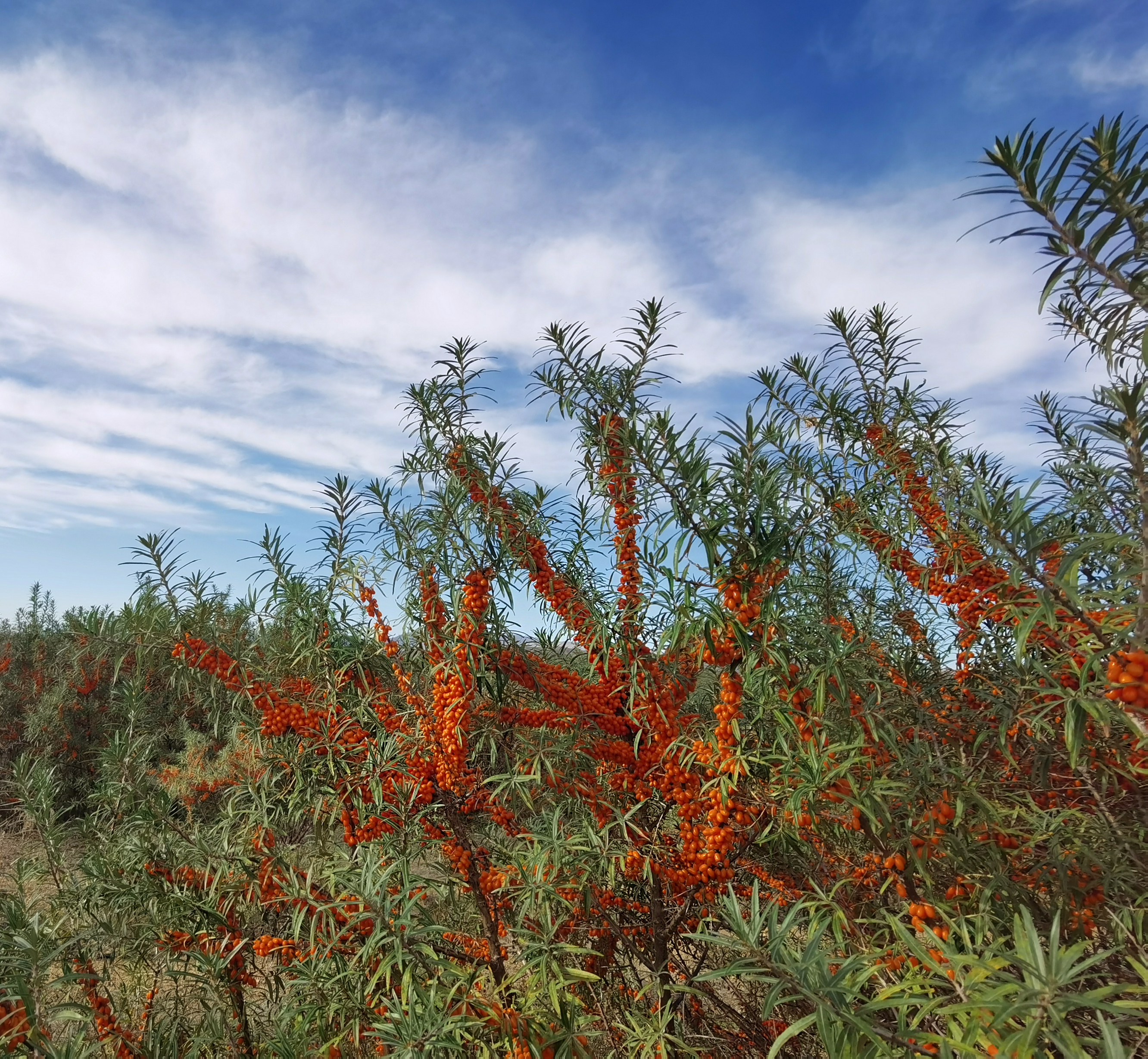 沙棘和沙枣区别,沙棘沙枣区别
