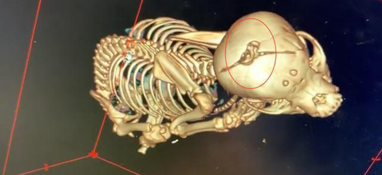 宠物狗坠楼下，主人花6万将它治愈，换你会如何选择？