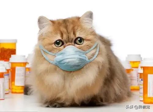 猫咪的日常护理知识,猫咪的日常生活