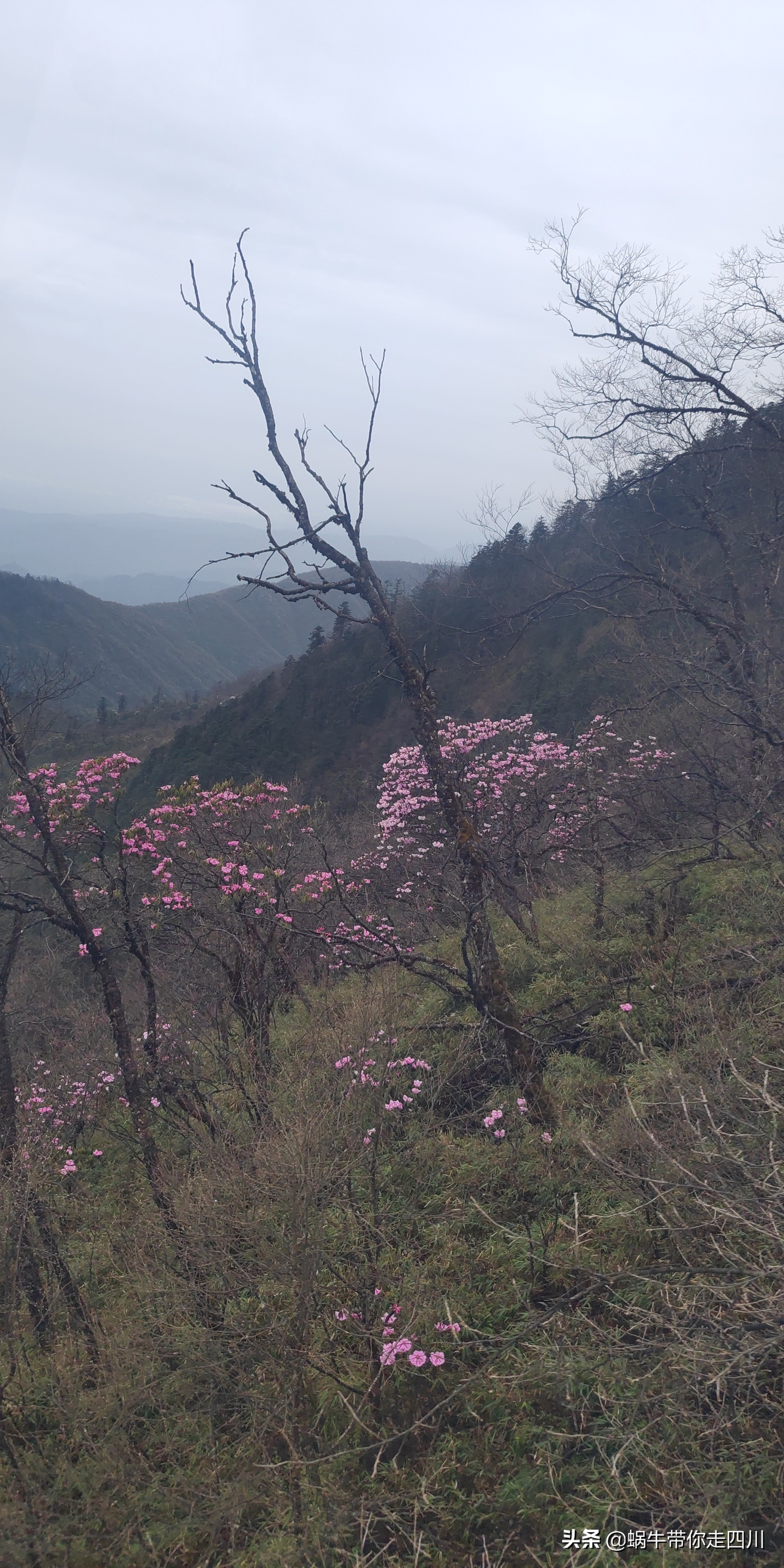 成都去西岭雪山两天一夜旅游团,成都出发雪山旅游