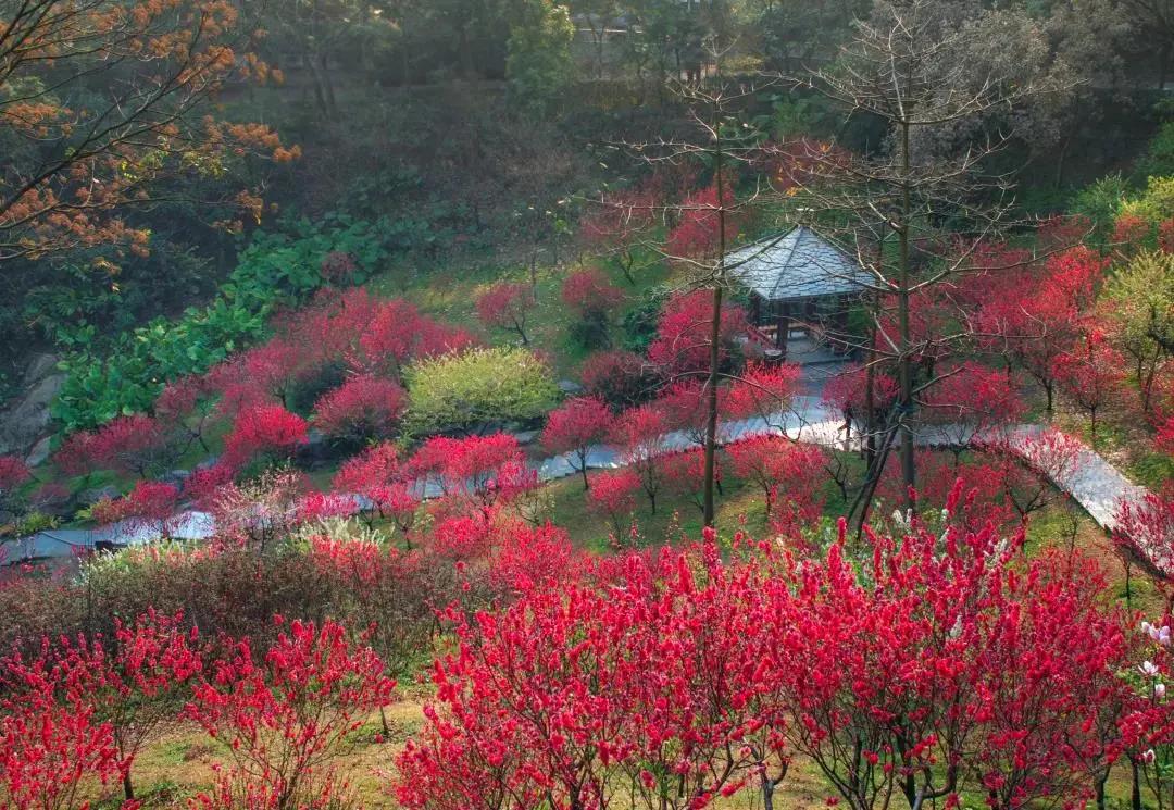 广州现在花开的季节,广州现在什么花开了