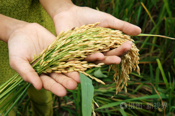 舌尖上的安全感悟,舌尖上的安全全册