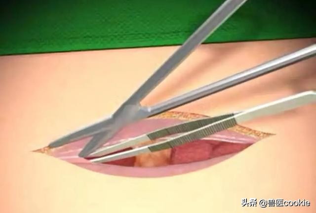 科普:关于犬猫去势/绝育的知识