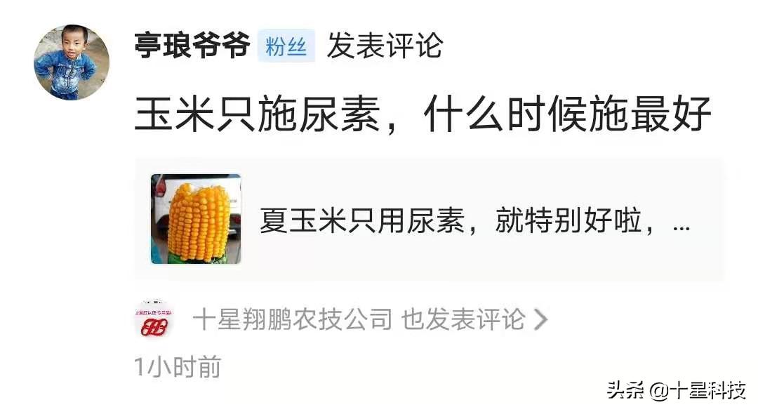 玉米一次性施肥科学吗,玉米怎样施肥科学