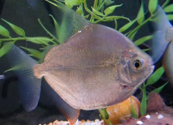 虎鱼观赏鱼好养吗,养龙鱼鱼缸能不能放植物