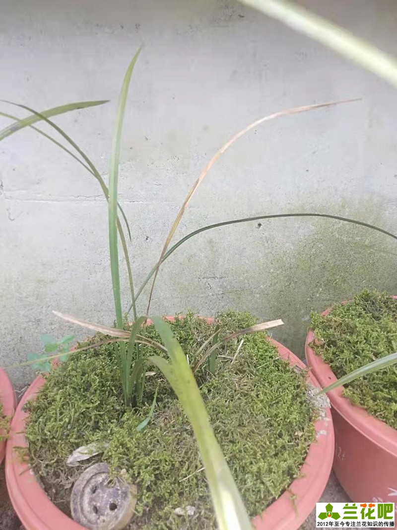 兰花叶子底部发黑烂掉一拿就掉,兰花刚发现芦头发黑还可以养吗