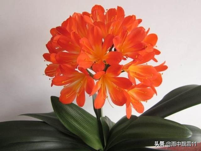 怎样让君子兰安全度过夏季,君子兰夏季怎样管理