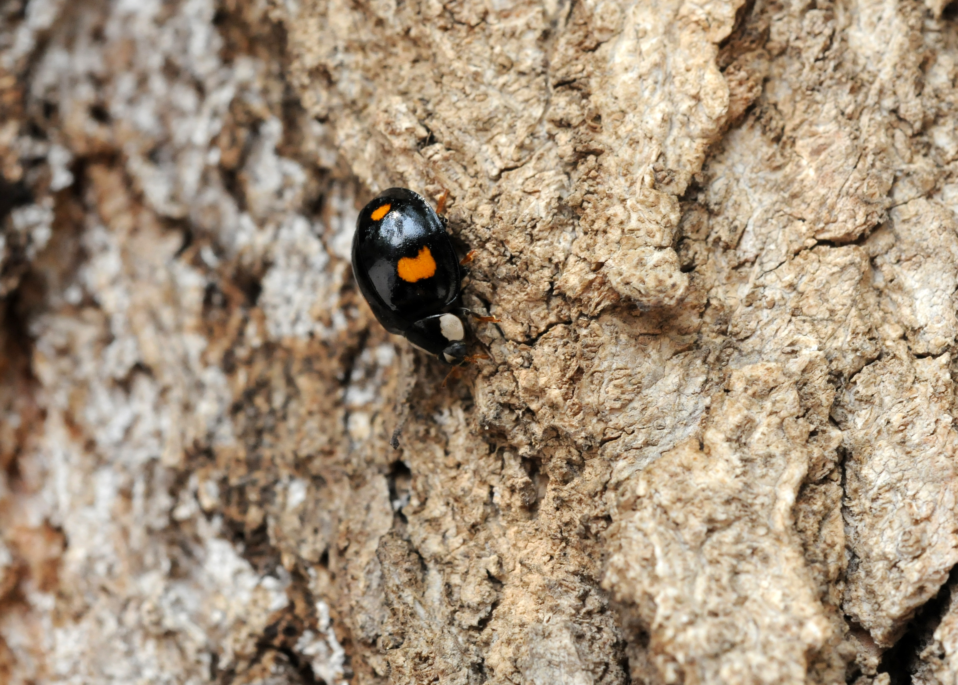 异色瓢虫和四星瓢虫,异色瓢虫与瓢虫的区别