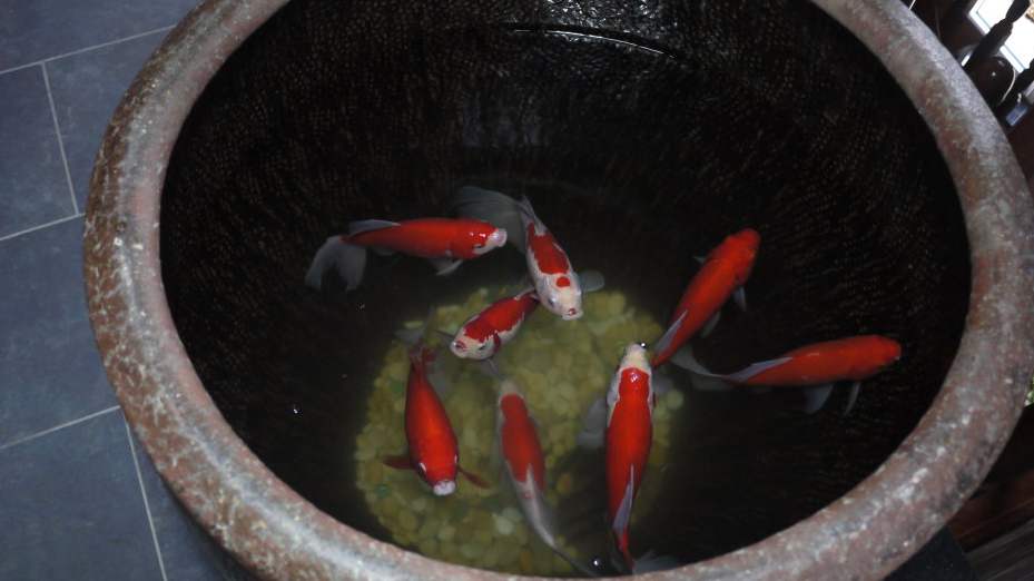 比较适合老年人养的宠物,陪伴老人养什么宠物比较适合