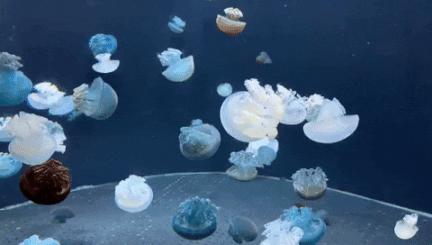 圣淘沙名胜世界完整版,圣淘沙旅游攻略地图大全