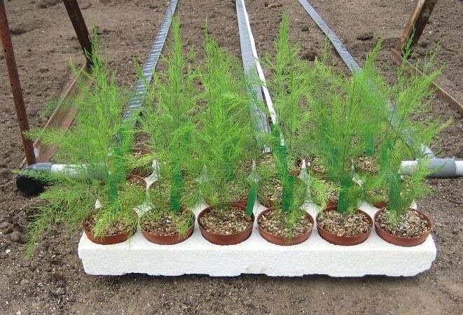 阳台种什么菜好养又简单,在阳台种菜最好种什么