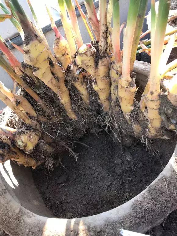 生姜入窖不到一月发芽怎么处理,生姜发芽了放土里面还能结果吗