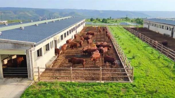 陇上旱码头平凉,旱码头在什么地方