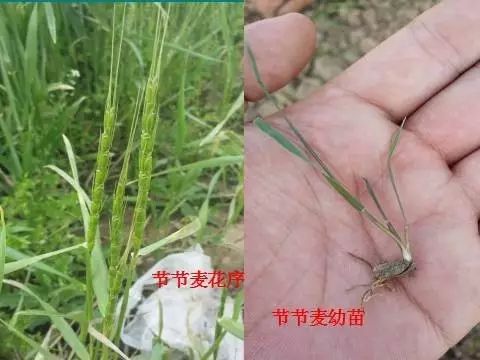 燕麦雀麦和节节麦的区别图谱,火眼金睛快速识别