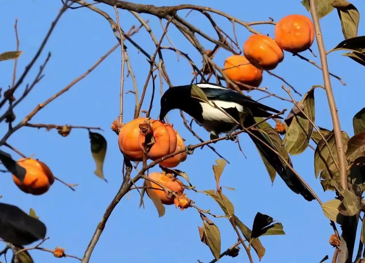甜柿子和涩柿子野柿子树区别,冻柿子是熟柿子还是生柿子